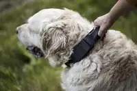 अमेज़न भारी शुल्क K9 कुत्ते कॉलर के साथ आसान नियंत्रण संभाल समायोज्य सुरक्षा ताला और विनिमेय पैच कुत्ते कॉलर