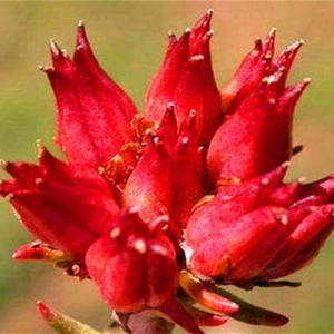 Хит продаж: Высококачественный 100% натуральный органический водорастворимый экстракт родиолы розовой для осветления кожи лица (формула крема) - Product Image 2