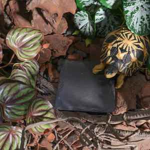 Panneaux <span class=keywords><strong>de</strong></span> roche pour la décoration d'enclos pour animaux <span class=keywords><strong>de</strong></span> compagnie, bassin d'alimentation à griffes <span class=keywords><strong>de</strong></span> <span class=keywords><strong>tortue</strong></span> terrestre, coussin <span class=keywords><strong>de</strong></span> refroidissement pour reptiles, plate-forme <span class=keywords><strong>de</strong></span> soleil pour <span class=keywords><strong>tortue</strong></span> - Product Image 4