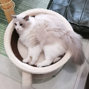 Arbre à chat en sisal moderne et écologique, grand espace, avec lit à gratter en forme de tasse à café, sans perte de fibres, pour chats, utilisable en toutes saisons - Product Image 6