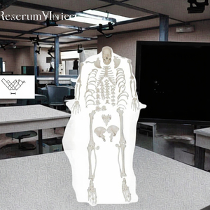 Mô hình bộ xương người y tế <span class=keywords><strong>S</strong></span> Mô hình bộ xương người kích thước thật - Product Image 6
