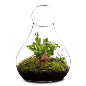 <span class=keywords><strong>Vasi</strong></span> di vetro trasparente pesce ciotola vasca da pesca bulbo terrario piante <span class=keywords><strong>vasi</strong></span> di vetro <span class=keywords><strong>per</strong></span> piante terrario - Product Image 3