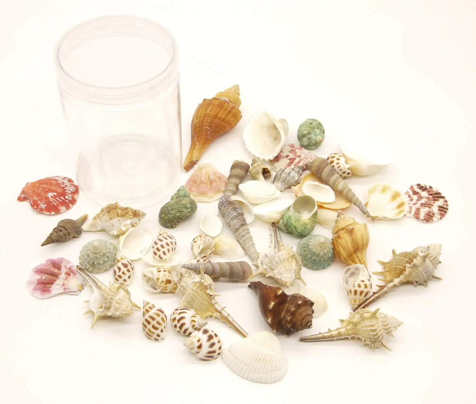 100PCS Sea Shells 15 Kinds Mixed Ocean Beach Seashells-Natural Colorful Seashells Starfish Perfect for Vase Fillers