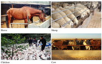 Phosphate dicalcique en poudre DCP pour usage animal