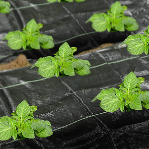 Toile de paillage agricole <span class=keywords><strong>en</strong></span> plastique pour pépinières, anti-mauvaises herbes, pour le marché europé<span class=keywords><strong>en</strong></span> - Product Image 4