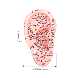 Modelo de oreja de goma de silicona Cloud & Dragon para terapia de acupuntura modelo de oreja china con puntos auriculares - Product Image 1