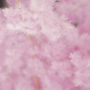 Moon Yu เฟิร์นหน่อไม้ฝรั่งที่เก็บรักษาไว้ได้นานธรรมชาติ - Product Image 1