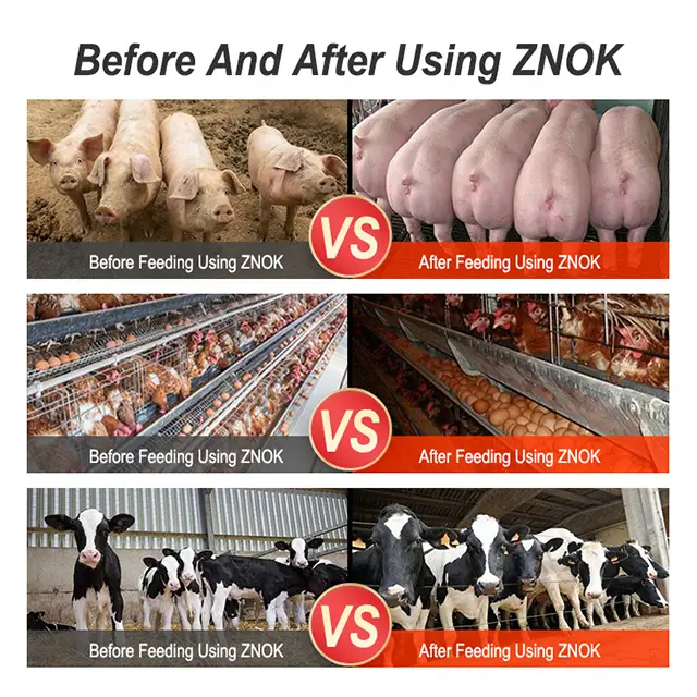 Venta caliente suministro directo de fábrica mejor precio alto nutritivo premezcla alimento para animales para gallinas ponedoras