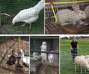 Longming <span class=keywords><strong>Pigeon</strong></span> Loft động vật lồng sắt mạ kẽm dây lưới Hàn lưới cắt/Hàn/Uốn bền thời tiết kháng - Product Image 2