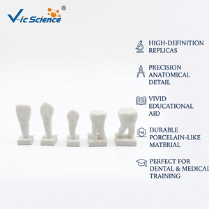 Modelo <span class=keywords><strong>de</strong></span> Guía Dental Ampliado 3 Veces para Enseñanza <span class=keywords><strong>de</strong></span> Anatomía Oral en la Formación <span class=keywords><strong>de</strong></span> Estudiantes <span class=keywords><strong>de</strong></span> Odontología CE ISO ROHS CNAS - Product Image 1