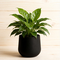 Pot en plastique PP, design moulé directement. Idéal pour les plantes succulentes et les petites plantes à la maison, au bureau ou pour la décoration de fenêtre.