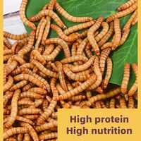 Nourriture pour perroquets à base de protéines d'insectes naturelles |   Vers de farine séchés pour oiseaux, nourriture pour grillons, support OEM ODM, vente en gros