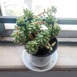 เสาค้ำต้นไม้แบบตาข่าย ขนาด 17 27 37 48 58 ซม. ทำจากพลาสติก สำหรับพืชสวน เถาไม้ ไม้ประดับ ใช้สำหรับจัดสวน ตกแต่งบ้าน ทำสวน และการเกษตร - Product Image 3