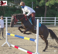 Stands de saut en aluminium Équipement d'entraînement équestre portable Anches Jumping Wing Jumps Fournisseur standard pour Longine Horse