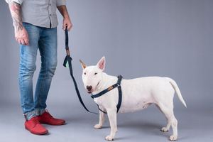 Arnés Ajustable para Perro DENIM M 30-55 x 1.5cm azul - Product Image 3