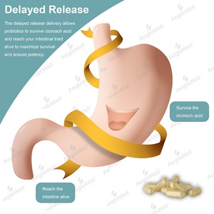 สูตรผลิตภัณฑ์เสริมอาหารเพื่อสุขภาพลำไส้ aeglewell พร้อมโปรไบโอติกพรีไบโอติกโปสโตไบโอติกและเอนไซม์ย่อยอาหารสำหรับผู้หญิงและผู้ชาย - Product Image 5