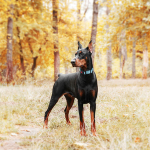 <span class=keywords><strong>Collar</strong></span> reflectante de nailon y poliéster para perros <span class=keywords><strong>martingale</strong></span>, Juego de <span class=keywords><strong>2</strong></span> pulgadas, OEM/ODM - Product Image 5