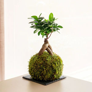 Estilo moderno <span class=keywords><strong>Ficus</strong></span> <span class=keywords><strong>Ginseng</strong></span> Kokedama - Product Image 1