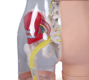 Fesses du modèle K pour l'<span class=keywords><strong>injection</strong></span> <span class=keywords><strong>intramusculaire</strong></span> fessière et comparaison - Product Image 4