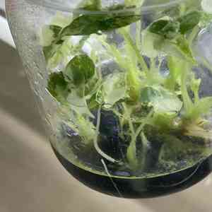 ต้นเนื้อเยื่อต้นไม้อโลเซีย Frydek สำหรับสวนและสวน - Product Image 3