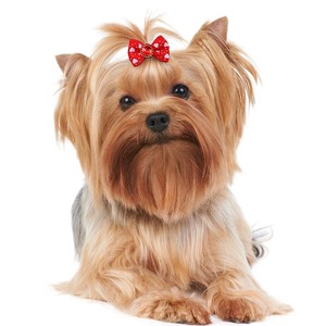 Colorful Solid Soft Polyester <b>Dog</b> Hair <b>Bows</b> with Rhinestones and Elastic Bands for Pets Winter Halloween Cute Style Accessory - Product Image 4