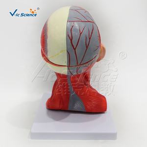 Мышцы головы и шеи и кровеносные сосуды, прикрепленные к мозгу, 10 компонентов анатомии, медицинская модель туловища человека - Product Image 3