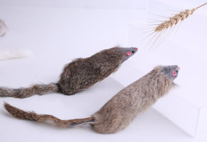 Jouet pour chat en peluche personnalisé 2026, jouet pour animaux de compagnie, vente en gros, mini jouets amusants, jouet pour chat <span class=keywords><strong>souris</strong></span> - Product Image 2