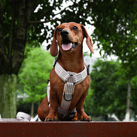 Harnais pour chien Teckel Kleding en forme de Y, rembourré, à double clip, ergonomique, réglable, pour lévrier italien, anti-traction