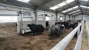 Structure en acier léger détachable de conception professionnelle pour hangar à vaches, bâtiments agricoles préfabriqués en structure métallique - Product Image 5