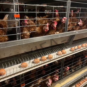 Equipo Automático para Avicultura, <span class=keywords><strong>Jaula</strong></span> de Batería para 1000 Aves con Cinta <span class=keywords><strong>Transportadora</strong></span> de Huevos - Product Image 4