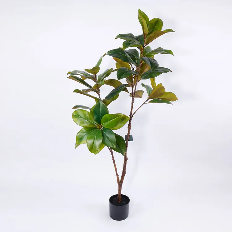 2021 Home/Garden/Hotel decoration bonsai plant Magnolia tree bonsai