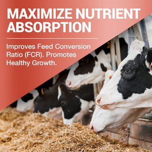 Extraits de bêta-glucanes personnalisés ODM IMMAGRO pour la santé des animaux d'élevage, la régulation immunitaire, le soutien immunitaire, l'alimentation animale - Product Image 4