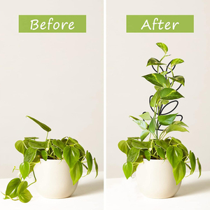 Forma di foglia traliccio pianta per arrampicata pianta d'<span class=keywords><strong>appartamento</strong></span> <span class=keywords><strong>in</strong></span> metallo <span class=keywords><strong>da</strong></span> giardino traliccio palo di filo per pianta <span class=keywords><strong>in</strong></span> <span class=keywords><strong>vaso</strong></span> pianta d'<span class=keywords><strong>appartamento</strong></span> - Product Image 4