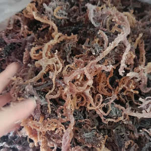 Vietnam Cottonii Algues Lumineuses Crest Déchiquetages Séchés Au Soleil Océan Frais Usage Culinaire Approvisionnement En Vrac Exportation Directe Qualité Commerce Mondial - Product Image 1