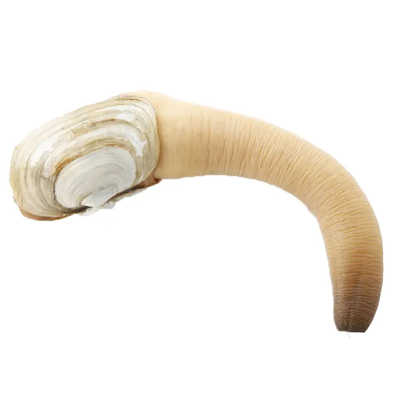 뜨거운 판매 냉동 geoduck 하이 퀄리티 전체 껍질 신선한 살아있는 geoduck 조개 수입 공장 도매 품질 보증