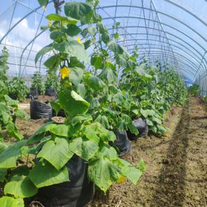 Muestras gratis macetas de tela de plástico de 5/10/15/20/25/35/50/75/80/110/135/200 galones con asas bolsa de cultivo tejido PP para flores y plantas - Product Image 6