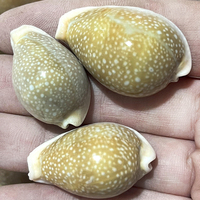 Vente en gros de coquillages naturels Miliaris Cowrie en vrac pour la décoration de la maison et les cadeaux