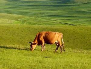 Großhandel Typ I Rinder-Kollagen Hydrolysiertes Pulver für Erwachsene - Halal-Zertifiziertes Immunsystem-Unterstützungs-Nahrungsergänzungsmittel - Product Image 6