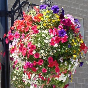 Lámpara Colgante para Macetas y Poste de Luz Decorativo, Macetas Colgantes de Plástico para Plantas - Product Image 3