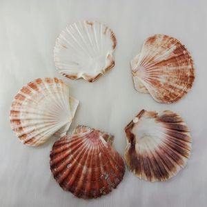 Pétoncles naturels colorés plats pour décoration de mariage de <span class=keywords><strong>plage</strong></span> ou service de fruits de mer - Product Image 3