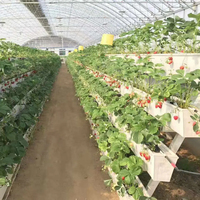 G & N Systèmes de culture hydroponique pour fraises Plantation verticale Culture Gouttières pour fraises à vendre