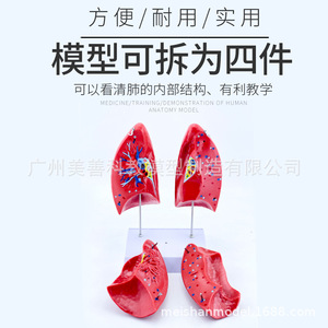 Modèle de poumon, modèle d'anatomie du poumon humain, structure du système respiratoire du bronchus pulmonaire, modèle d'aide pédagogique médicale - Product Image 4