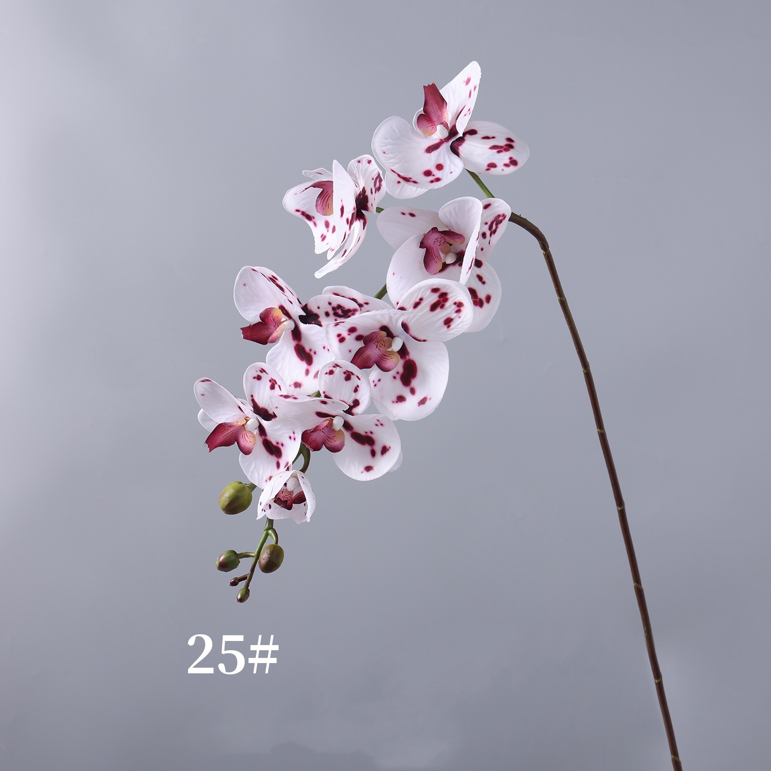 Fuchsia White