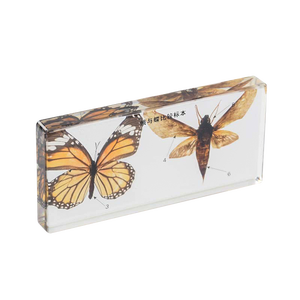 本物の動物と植物の科学比較教育教育教育アクリル標本 - Product Image 3