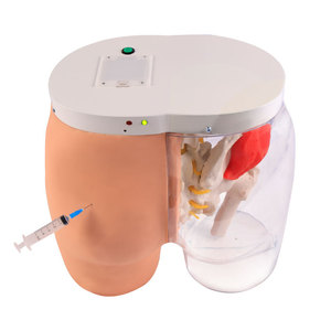 Modèle transparent d'<span class=keywords><strong>injection</strong></span> <span class=keywords><strong>intramusculaire</strong></span> fessière et de comparaison, modèle d'enseignement médical et de formation infirmière - Product Image 1