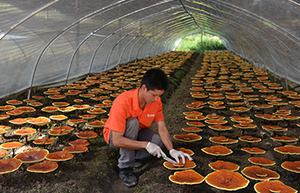 Trung Quốc OEM Hữu Cơ Linh Lucidum Nấm Linh Chi Linh Chi Nấm Màu Đen Ngay Lập Tức Trà Túi Bột Màu Đen Trà Đỏ Nhà Máy - Product Image 5