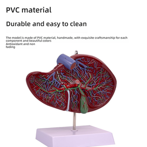 Modelo de PVC de Educación Médica de anatomía humana del hígado <span class=keywords><strong>y</strong></span> la vesícula biliar para entrenamiento de <span class=keywords><strong>cirugía</strong></span> digestiva en medicina <span class=keywords><strong>y</strong></span> escuelas - Product Image 4