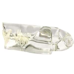 Gelsonlab HSDT-R1-01 transparente <span class=keywords><strong>Felidae</strong></span> resina felino dientes modelo gato dentición modelo - Product Image 1