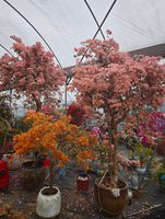 Bibit Bonsai Bougainvillea Kelopak Ganda Multi Warna Putih Ungu Oranye Bunga Hias Tanaman Dekoratif Lanskap Fujian
