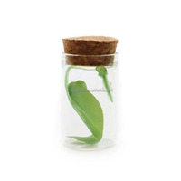 Mini flacons en verre transparent de 5ml, 10ml, petits flacons à dérive avec couvercle en liège pour Tube cadeau, bouteilles à bouchon